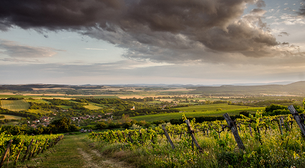 Neszmély Weinregion