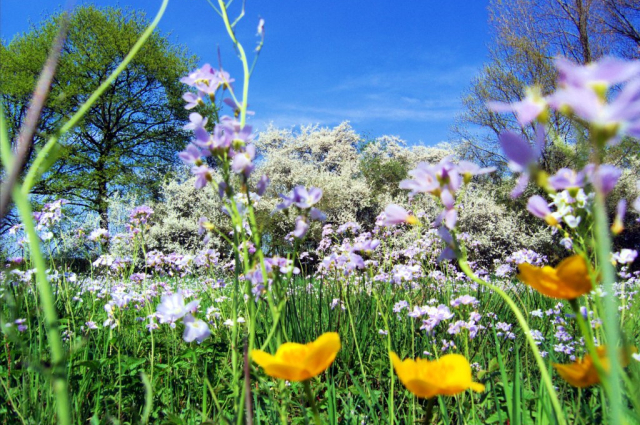 Frühling